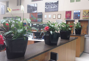 Office Plant Displays