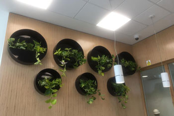 indoor office plants