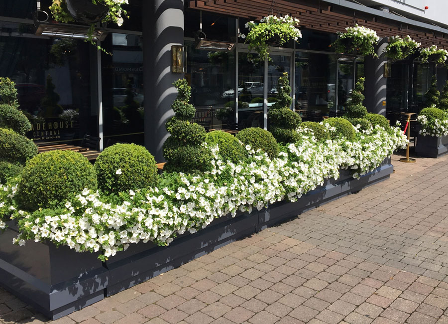 outdoor plant design & rental cork greenveldt